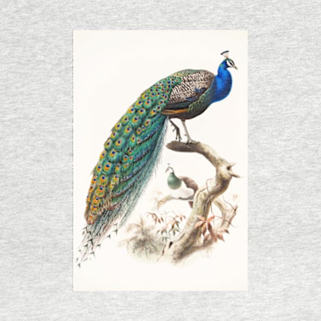 Peafowl Art Print Danial Giraud Elliot 1872 Family Of The Pheasants by ZiggyPrint